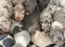 Stunning healthy puppies