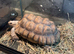 8 year old sulcata tortoise for sale