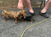 Dachshund puppy