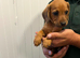 Cocker-spaniel mixed puppies