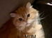 Beautiful white/grey female Persian kitten 4 month old