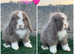 Pure breed mini lop
