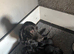 Beautiful black. Labrador puppies for sale.