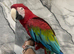 Beautiful Stunning Tame Talking Greenwing Macaw Parrot