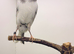 Male canary singing all day