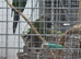 Breeding pair of green cheek conure male and female *