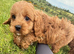 Toy Cavapoo Puppies