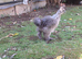 Young silkie