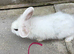 Baby lionhead