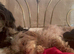 Toy shipoo pups