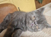 Beautiful Persian exotics
