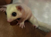 2 male platinum and leucistic