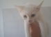White kittens for sale