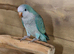 Baby Blue Quaker parrots available.31