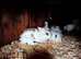 Lion head baby rabbit's