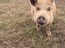 2 Juliana pigs for Rehoming.
