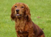 Cocker spaniel pups
