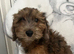 Cockapoo puppies
