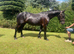 Sensible Smart Summer Project Pony