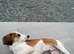 Saluki x greyhound puppy