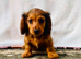 Miniature long haired dachshund