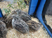 Female japanese quail