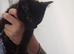 BRITISH LONGHAIR BLACK BOY FOR SALE