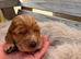 Working cocker spaniels