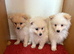 Pomeranian puppies