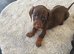 Dachshund