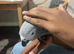 Beautiful female African grey