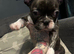 Frenchie puppy available
