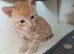 Ginger boy ready to be rehomed