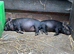 Kune Kune Girls and Boys Ready To Leave 5th September at 9 weeks old :)