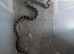 Scaleless anery female corn snake
