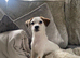 Jack Russell
