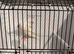 2025 white canary pair