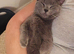 BSH munchkin