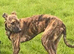 deerhound x grey hound