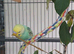 Pair of baby cocks