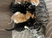 5 male kittens