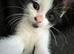 4 beautiful kittens needing forever homes