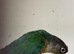 Cock conure