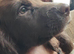 Beautiful F1 Sprocker Puppies