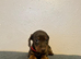 Beautiful chocolate & tan miniature dachshunds