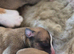 KC Reg Whippet Puppies