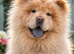 Luna the caramel chow chow