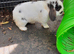 Mini lop