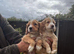Beautiful cocker spaniel puppies