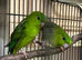 Pair of green linnies Lineolated parakeets